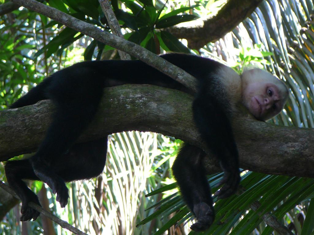 Vila Casas Buenas Brisas Ojochal Pokoj fotografie